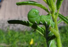 Hornworm caterpillars found to use nicotine as a defense Hornworm caterpillars found to use nicotine as a defense