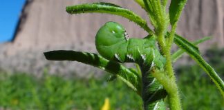 Hornworm caterpillars found to use nicotine as a defense Hornworm caterpillars found to use nicotine as a defense