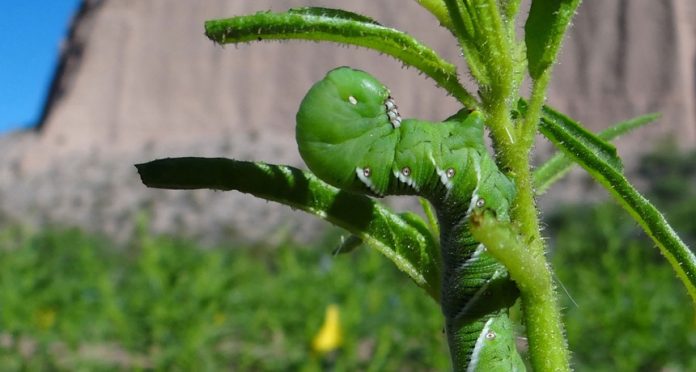 Hornworm caterpillars found to use nicotine as a defense
