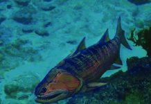 New fossil analysis shows vertebrates came from bony fish New fossil analysis shows vertebrates came from bony fish