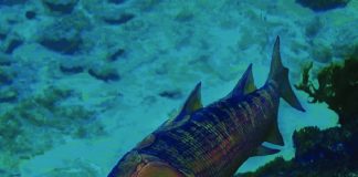 New fossil analysis shows vertebrates came from bony fish New fossil analysis shows vertebrates came from bony fish