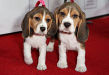 Research shows dogs respond to speech like people Research shows dogs respond to speech like people