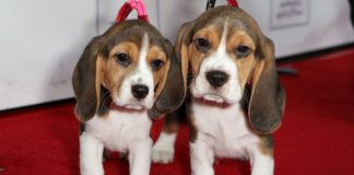 Research shows dogs respond to speech like people Research shows dogs respond to speech like people