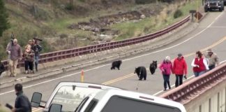 Study finds Yosemite black bears prefer nuts and berries to humans Study finds Yosemite black bears prefer nuts and berries to humans