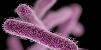 Superbugs found stronger than previously thought Superbugs found stronger than previously thought