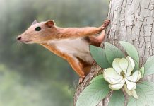 Ankle bones prove Earth’s first primates lived in trees Ankle bones prove Earth’s first primates lived in trees