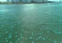 Australians show jellyfish can detect ocean currents Australians show jellyfish can detect ocean currents