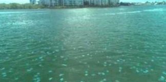 Australians show jellyfish can detect ocean currents Australians show jellyfish can detect ocean currents