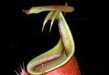 Biologist shows pitcher plants have learned ant behavior Biologist shows pitcher plants have learned ant behavior