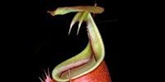 Biologist shows pitcher plants have learned ant behavior