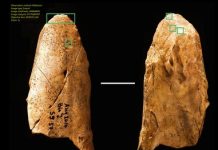 First Neanderthal tool made from bone discovered in France First Neanderthal tool made from bone discovered in France