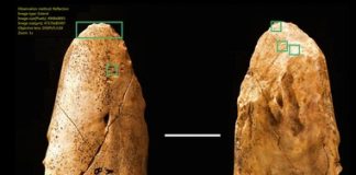 First Neanderthal tool made from bone discovered in France First Neanderthal tool made from bone discovered in France