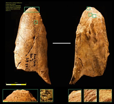 First Neanderthal tool made from bone discovered in France