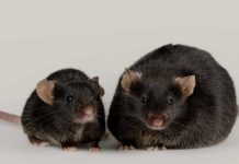 First glucose responsive insulin proves successful in mice First glucose responsive insulin proves successful in mice