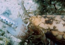 Some cone snails use insulin to slow down prey Some cone snails use insulin to slow down prey