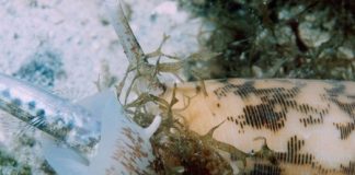 Some cone snails use insulin to slow down prey Some cone snails use insulin to slow down prey