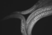 Worm astronauts get ready for trip to the ISS Worm astronauts get ready for trip to the ISS