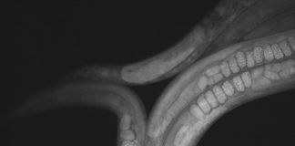 Worm astronauts get ready for trip to the ISS Worm astronauts get ready for trip to the ISS