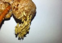 Baby praying mantises jump and land but do not spin Baby praying mantises jump and land but do not spin