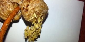 Baby praying mantises jump and land but do not spin Baby praying mantises jump and land but do not spin