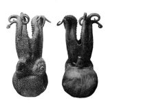 Biologists reveal blue-blooded octopus oxygen transport secrets Biologists reveal blue-blooded octopus oxygen transport secrets