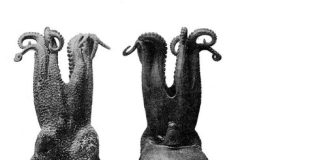 Biologists reveal blue-blooded octopus oxygen transport secrets Biologists reveal blue-blooded octopus oxygen transport secrets