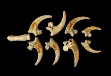 Eagle talon necklace made by Neanderthals found in Croatia Eagle talon necklace made by Neanderthals found in Croatia