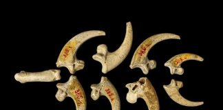 Eagle talon necklace made by Neanderthals found in Croatia Eagle talon necklace made by Neanderthals found in Croatia