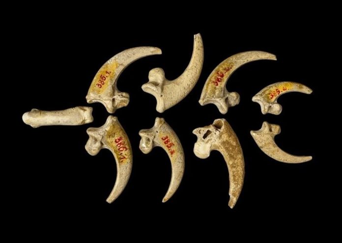 Eagle talon necklace made by Neanderthals found in Croatia
