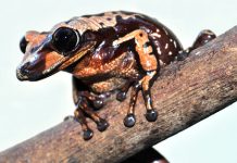 First true venomous frogs found in Brazil First true venomous frogs found in Brazil