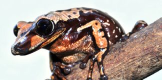 First true venomous frogs found in Brazil First true venomous frogs found in Brazil