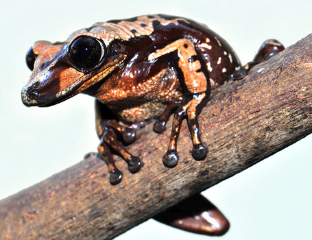First true venomous frogs found in Brazil
