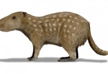 Gargantuan guinea pig ancestor was a tusker Gargantuan guinea pig ancestor was a tusker