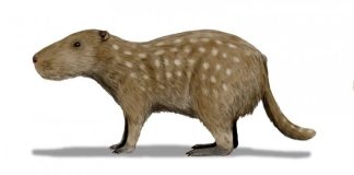 Gargantuan guinea pig ancestor was a tusker Gargantuan guinea pig ancestor was a tusker