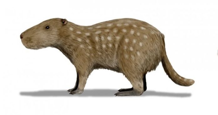 Gargantuan guinea pig ancestor was a tusker