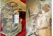 Jurassic mammals discovered in China Jurassic mammals discovered in China