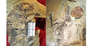 Jurassic mammals discovered in China Jurassic mammals discovered in China
