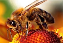Manganese acts like speed in honey bees Manganese acts like speed in honey bees