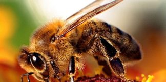 Manganese acts like speed in honey bees Manganese acts like speed in honey bees