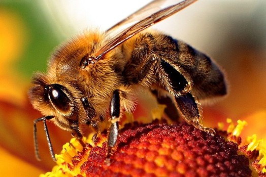 Manganese acts like speed in honey bees
