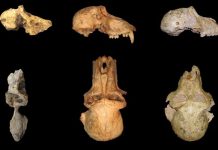 Modern baboons emerged in South Africa two million years ago Modern baboons emerged in South Africa two million years ago