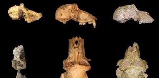 Modern baboons emerged in South Africa two million years ago Modern baboons emerged in South Africa two million years ago