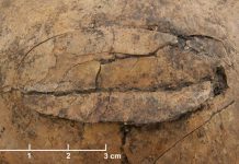 New mass grave in Germany shows extreme Neolithic violence New mass grave in Germany shows extreme Neolithic violence