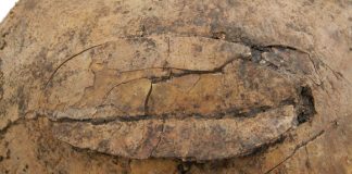 New mass grave in Germany shows extreme Neolithic violence New mass grave in Germany shows extreme Neolithic violence