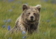 Smithsonian Institution proves yetis are not bears Smithsonian Institution proves yetis are not bears