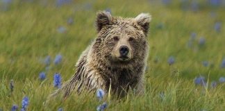 Smithsonian Institution proves yetis are not bears Smithsonian Institution proves yetis are not bears