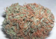 Yale researchers discover what causes the marijuana munchies Yale researchers discover what causes the marijuana munchies