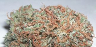 Yale researchers discover what causes the marijuana munchies Yale researchers discover what causes the marijuana munchies