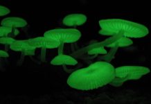 Biologists reveal the secrets of bioluminescence in mushrooms Biologists reveal the secrets of bioluminescence in mushrooms