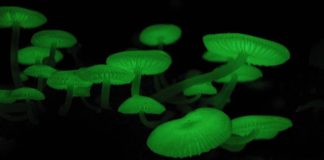 Biologists reveal the secrets of bioluminescence in mushrooms Biologists reveal the secrets of bioluminescence in mushrooms